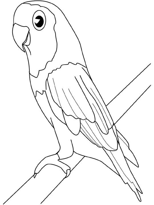 Aves #1015
