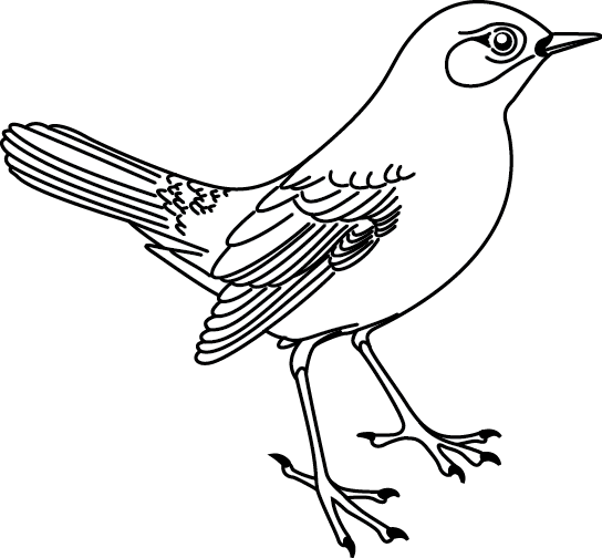 Aves #1022