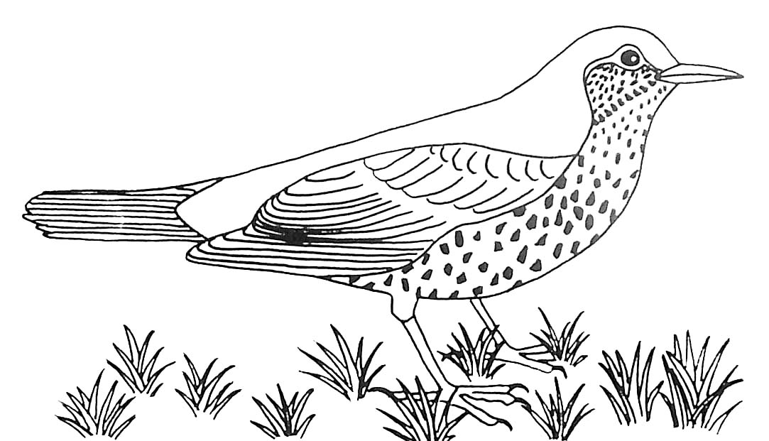Aves #1024