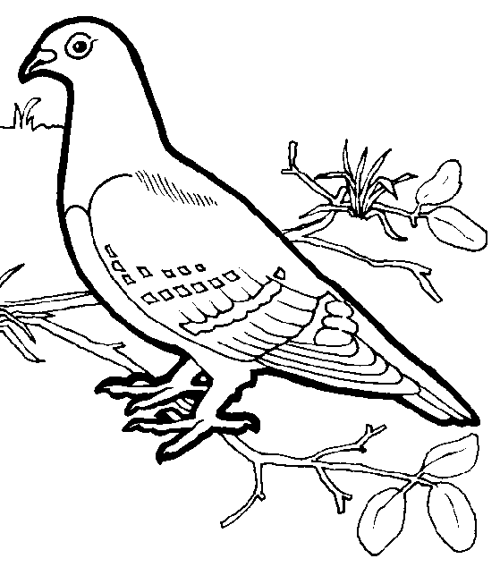 Aves #1027