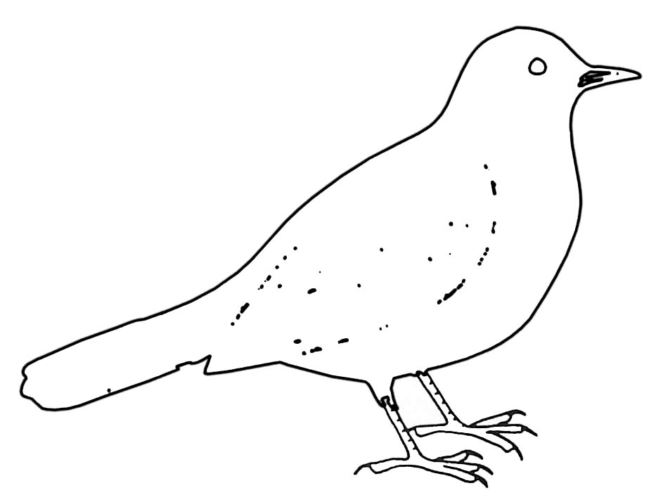 Aves #1030