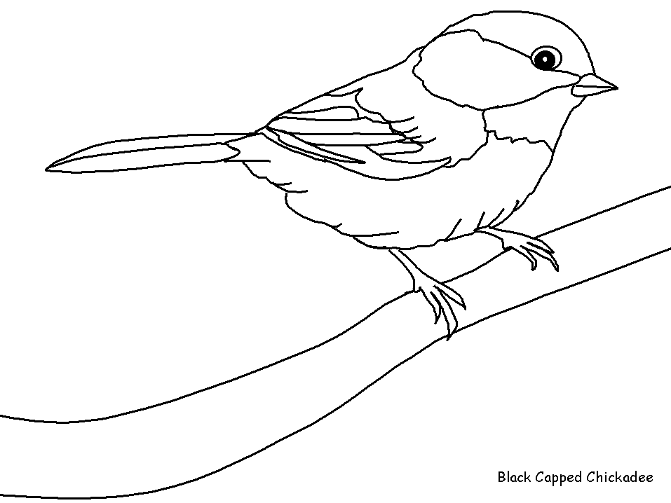 Aves #1031
