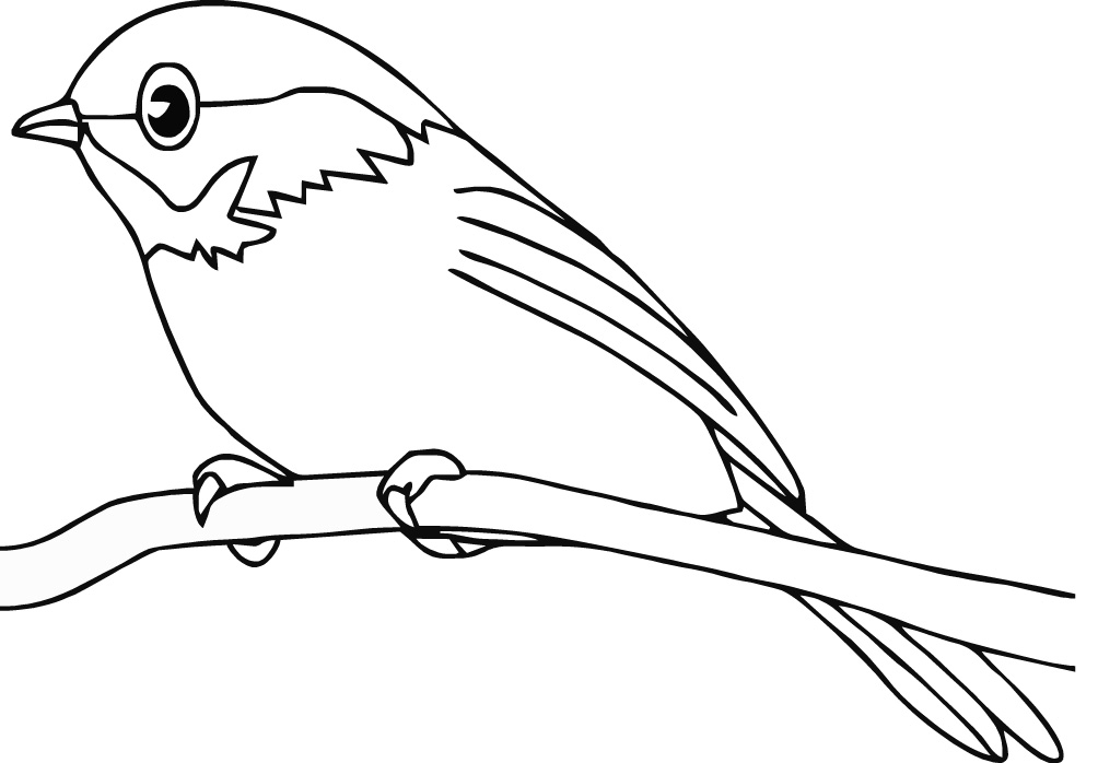 Aves #1036