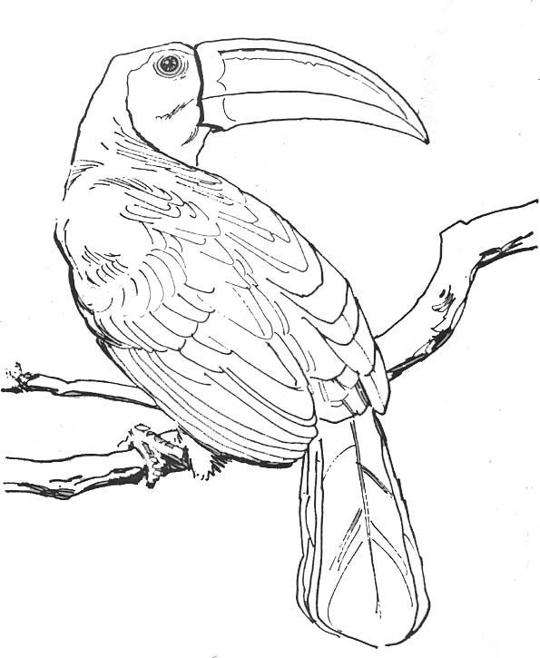 Aves #1037