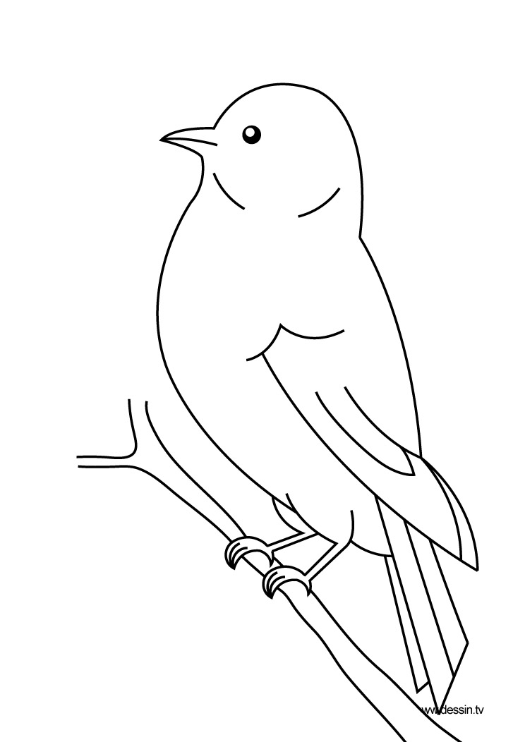 Aves #1040