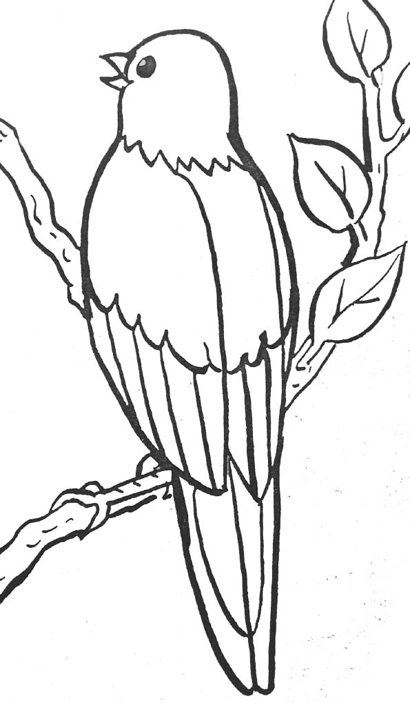 Aves #1043