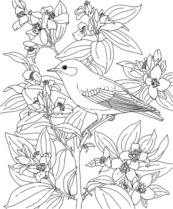 Aves #1049