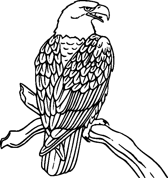 Aves #1054