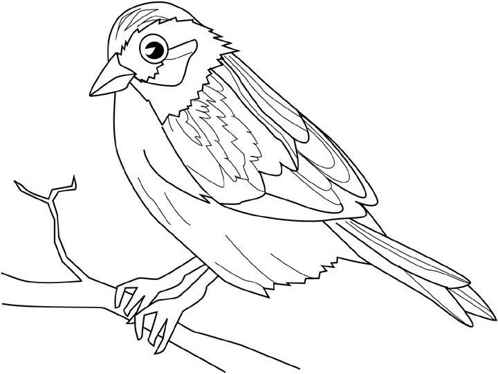 Aves #1055