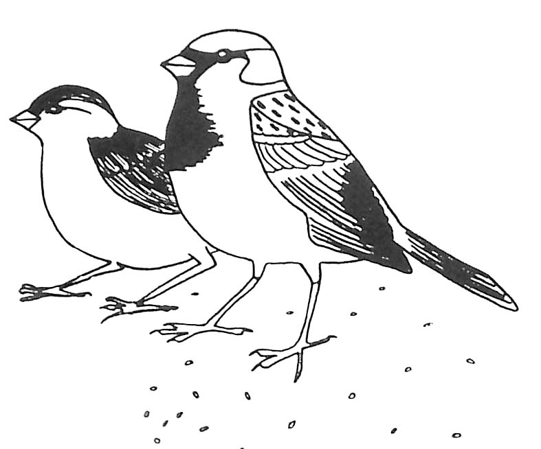 Aves #1060