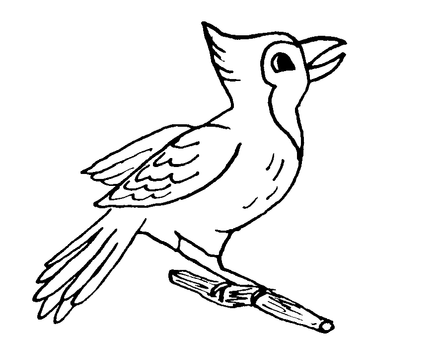 Aves #1066