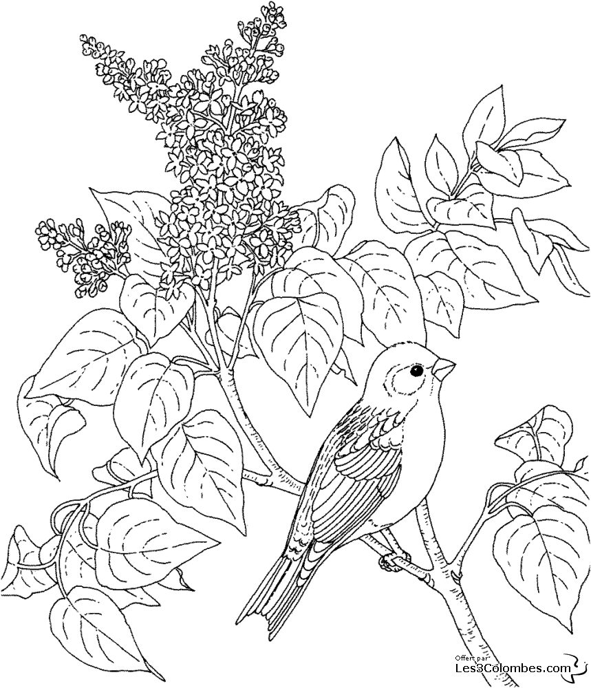 Aves #1078