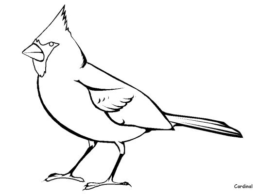 Aves #1083