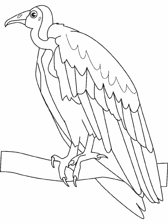 Aves #1084