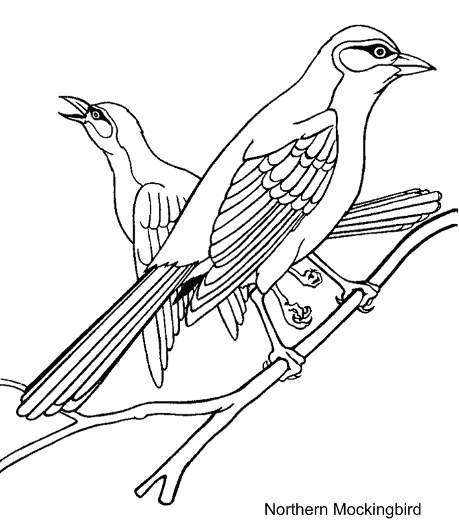 Aves #1093