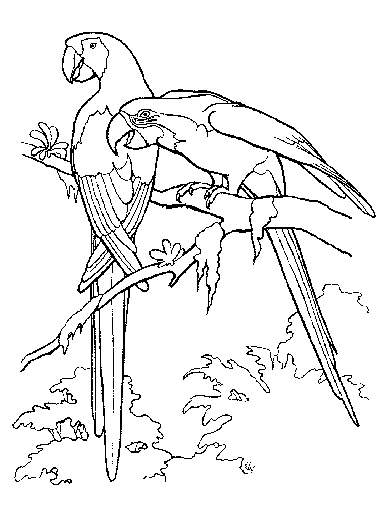 Aves #1098