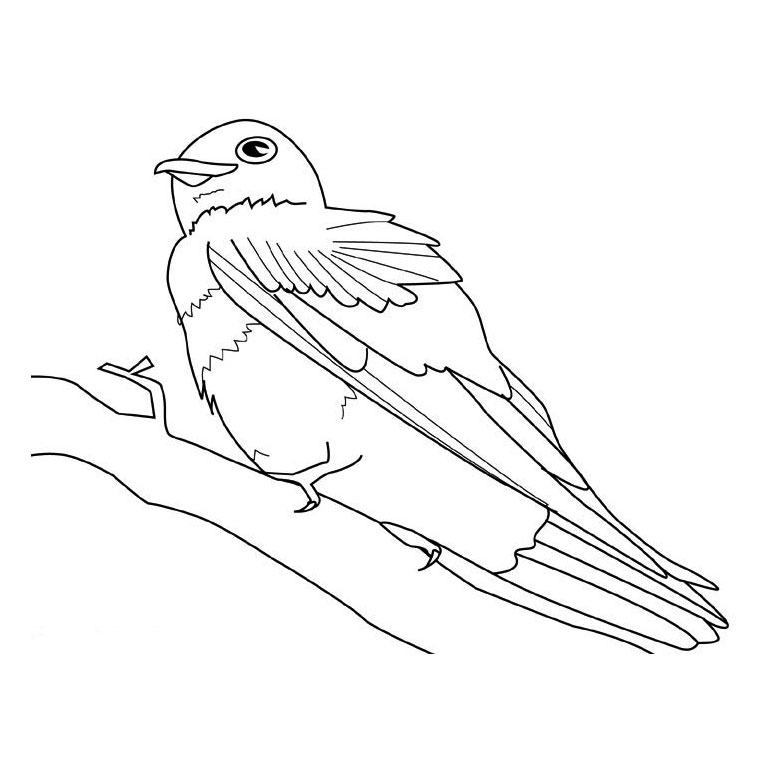 Aves #1101