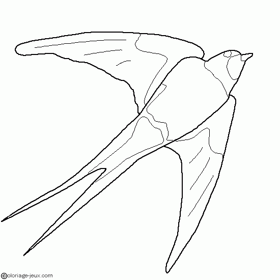 Aves #1103