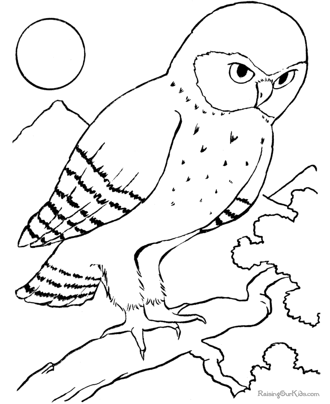 Aves #1120