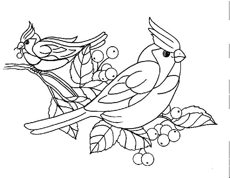 Aves #1128