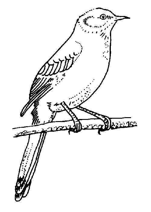 Aves #1134