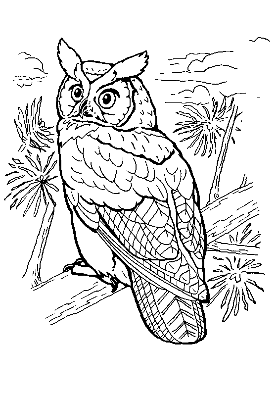 Aves #1137
