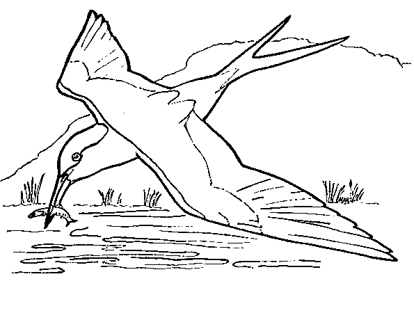 Aves #1149