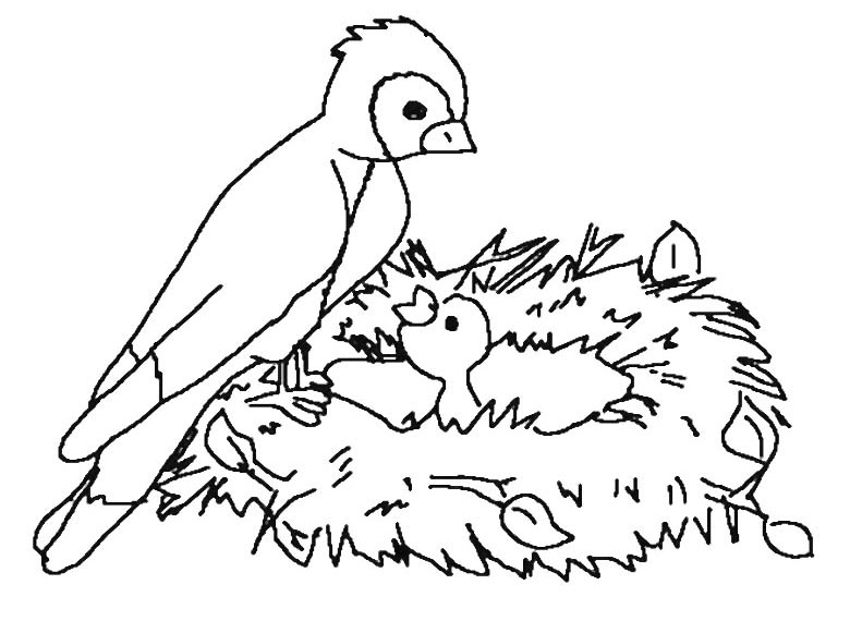 Aves #1159
