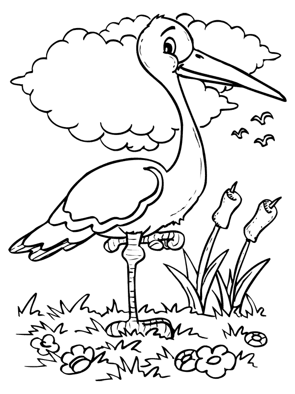 Aves #1163