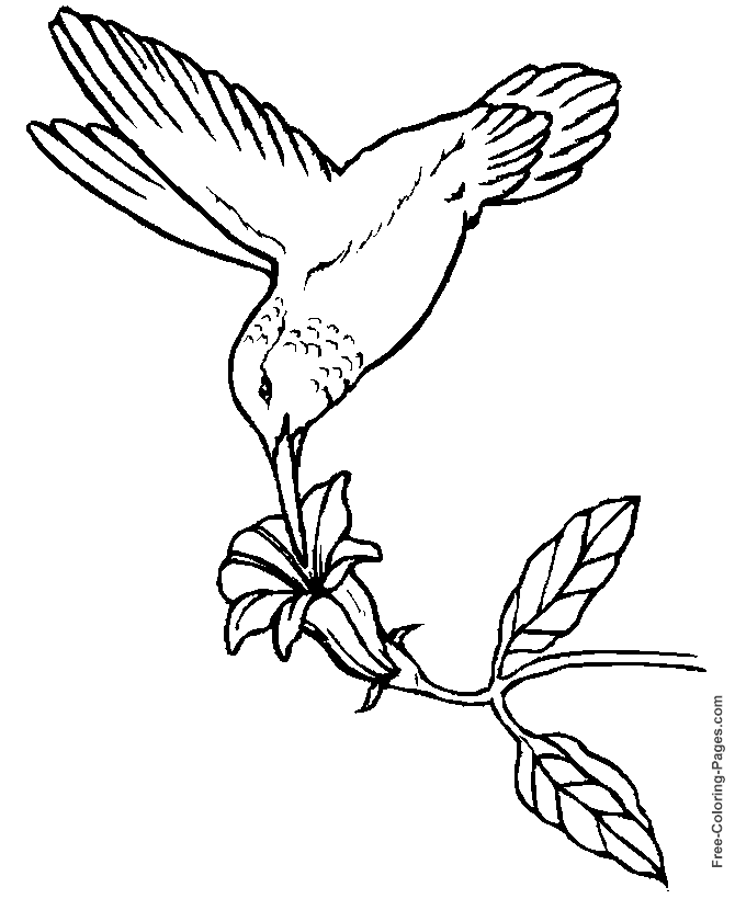 Aves #1179