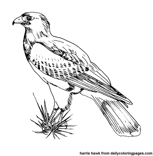 Aves #1189