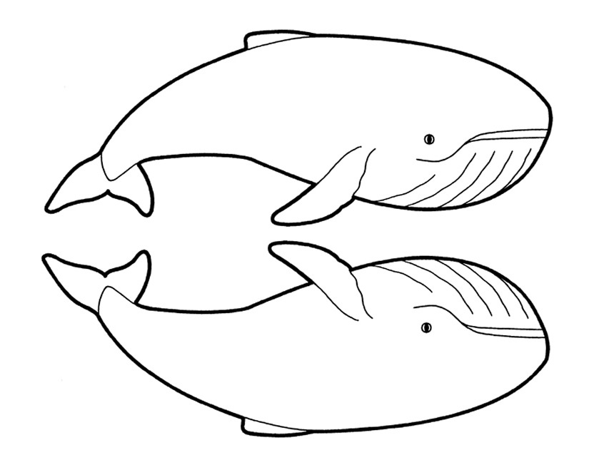 Ballena #1270