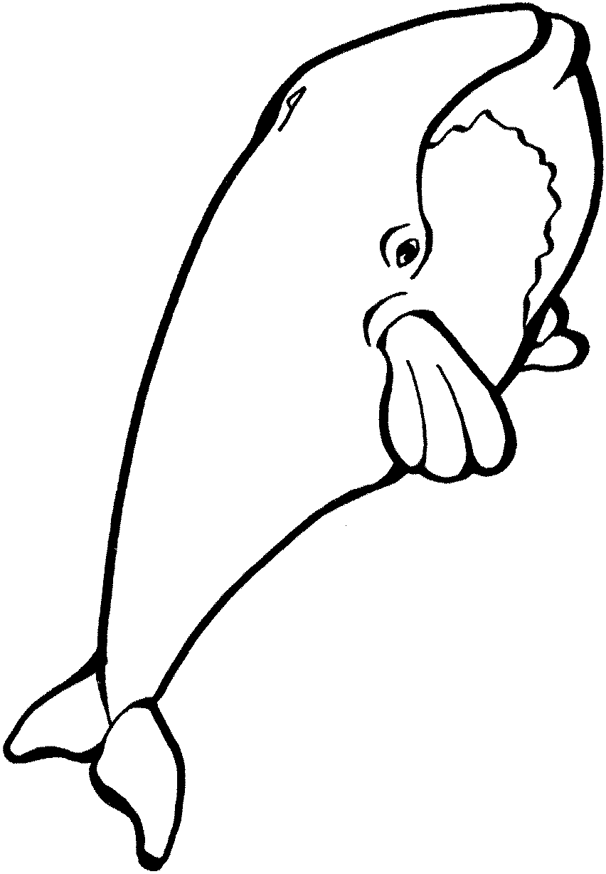 Ballena #1278