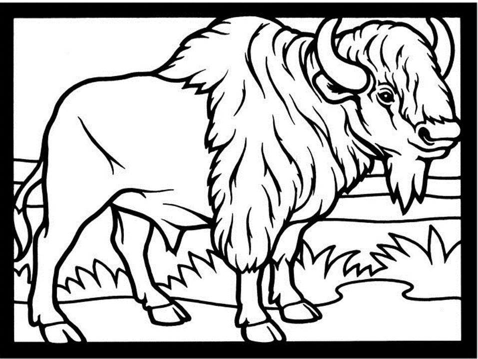 Bisonte #1353