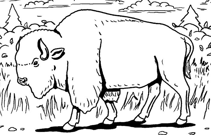 Bisonte #1356