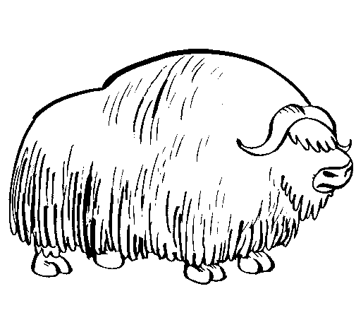 Bisonte #1369