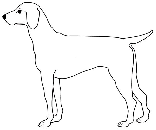 Cachorro #1863