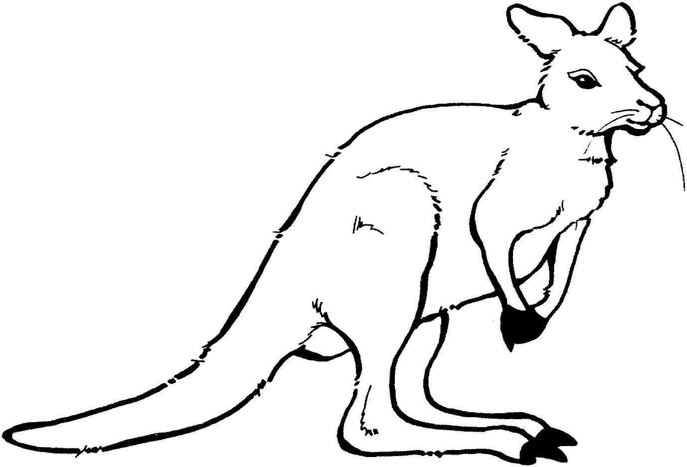 Canguro #2217