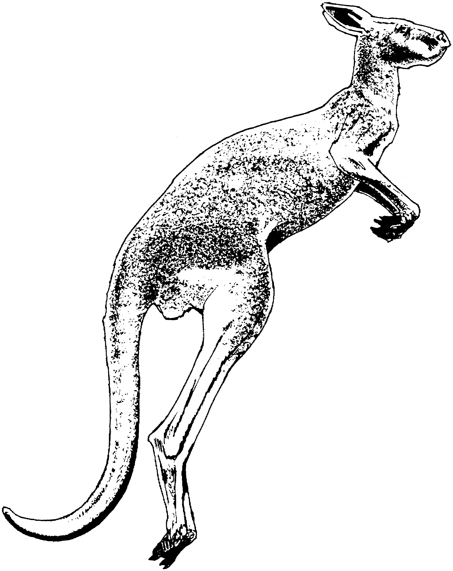 Canguro #2238