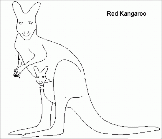 Canguro #2277