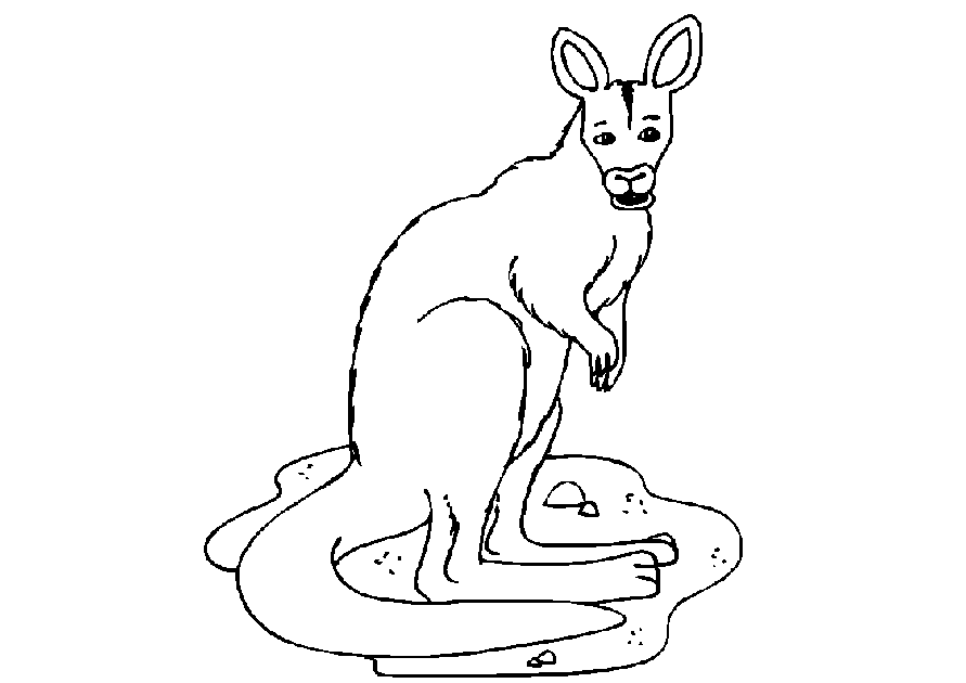 Canguro #2292