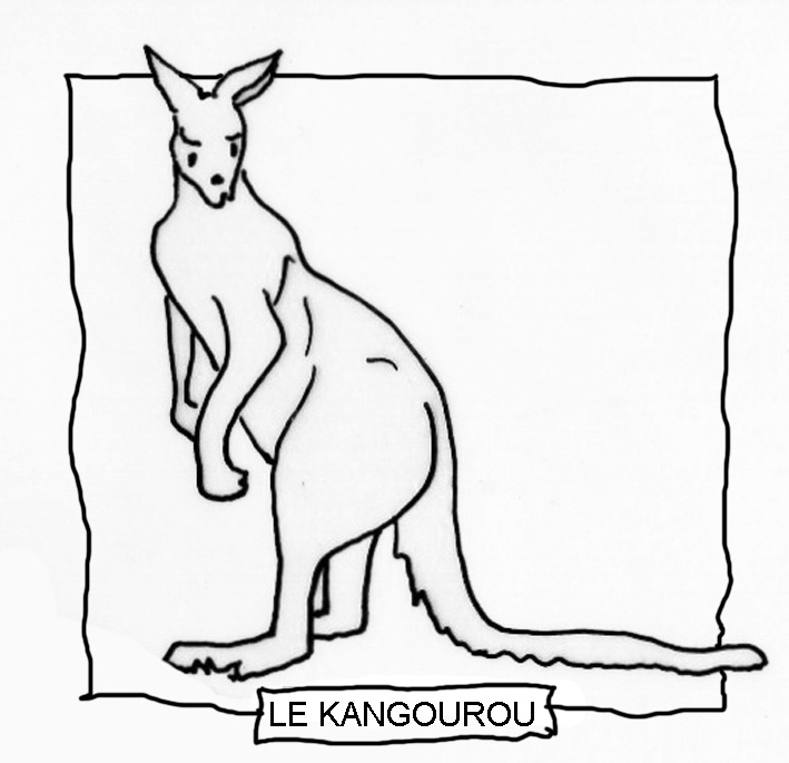 Canguro #2312