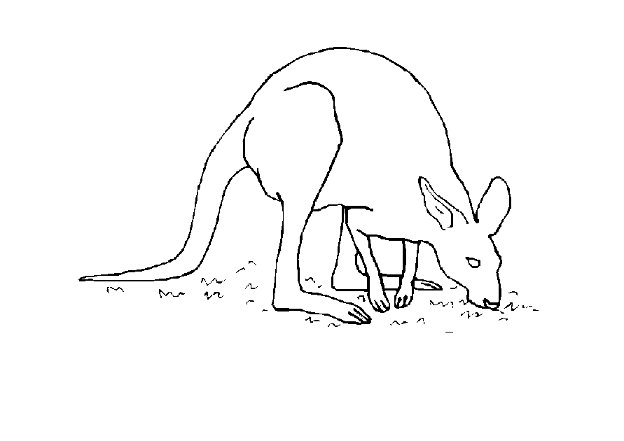 Canguro #2314