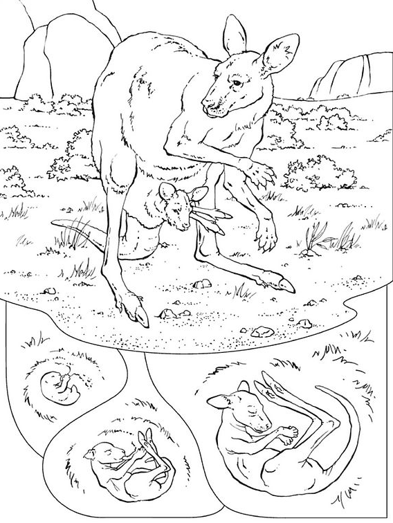 Canguro #2320
