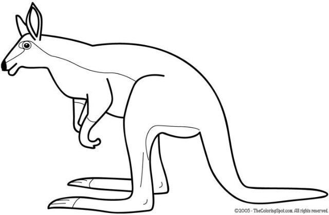 Canguro #2323