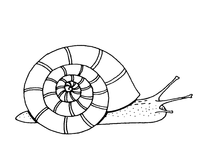 Caracol #2336
