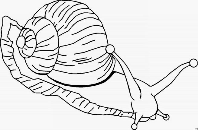 Caracol #2346