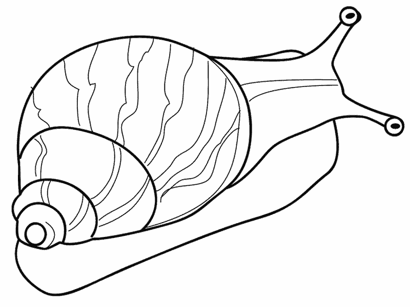 Caracol #2357