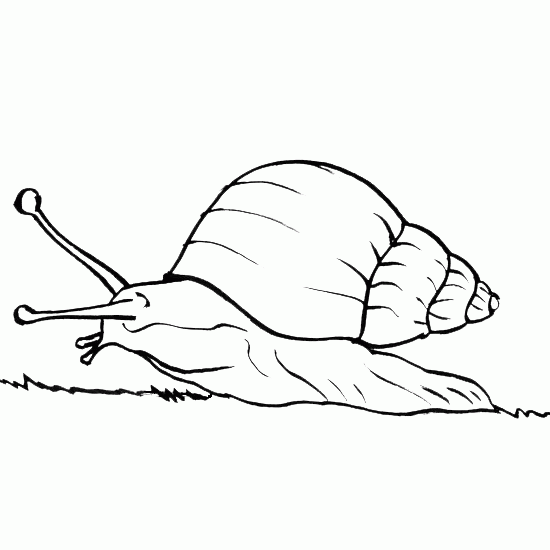 Caracol #2361