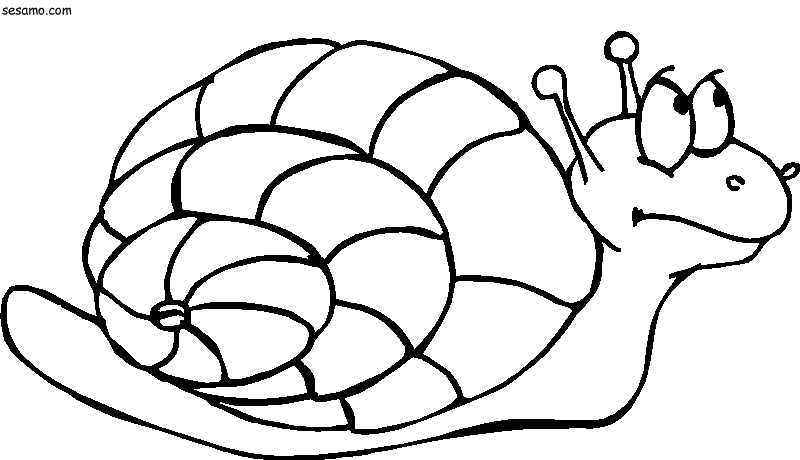 Caracol #2365